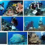 Study Marine Biology Abroad