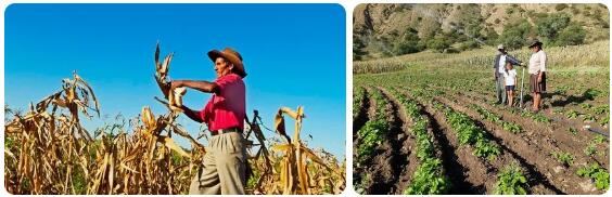 Bolivia Agriculture